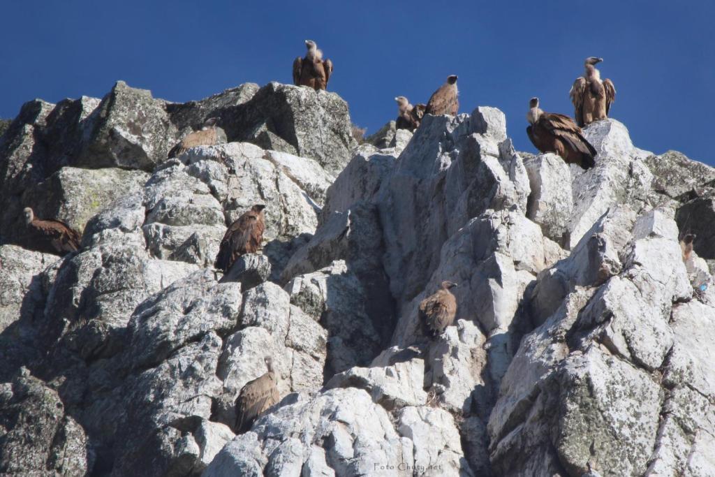 토레혼엘루비오 Sierra De Monfrague 아파트 외부 사진